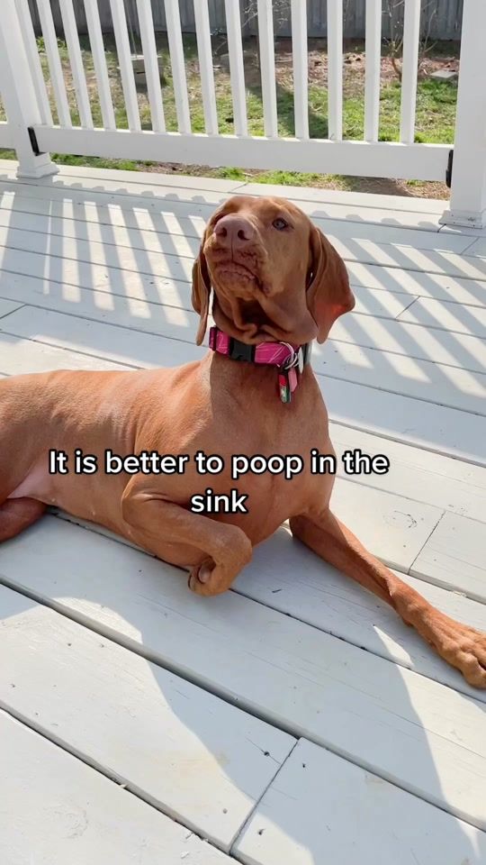 TikTok video thumbnail by maplebacon_vizsla