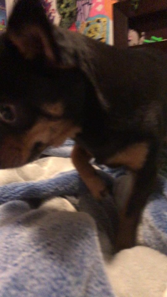 TikTok video thumbnail by filmingmypetslol