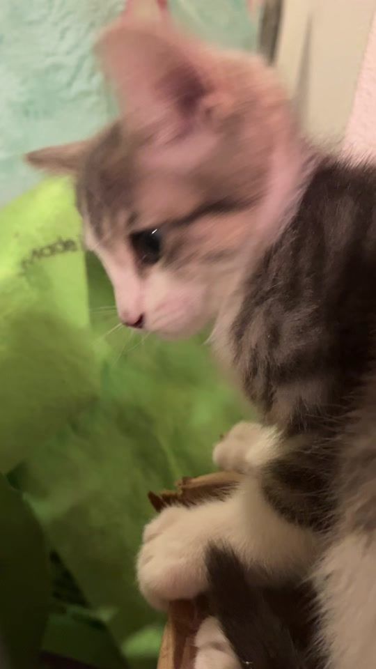 TikTok video thumbnail by meowsville