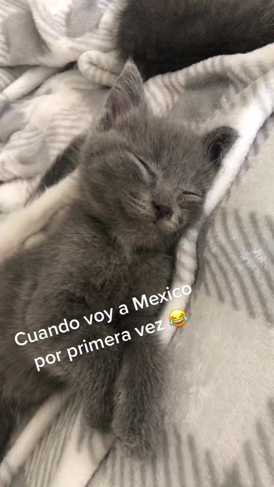 TikTok video thumbnail by mireyasotoramirez