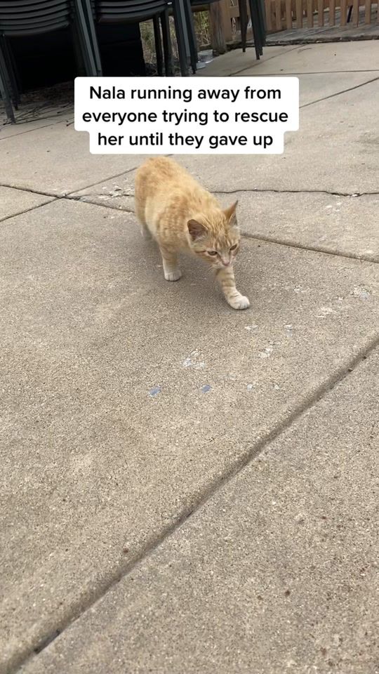 TikTok video thumbnail by nala_meets_world