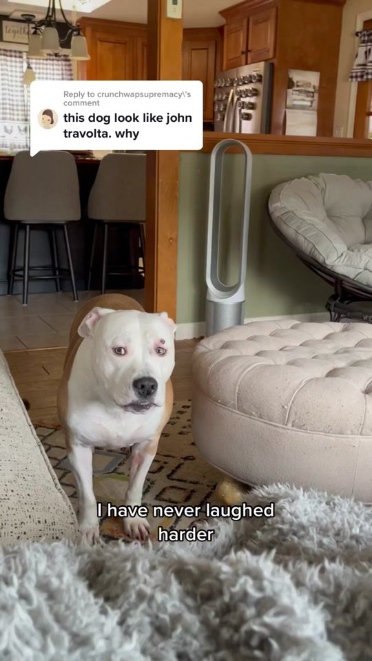 TikTok video thumbnail by melissascritters