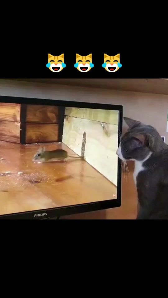 TikTok video thumbnail by pet.eles