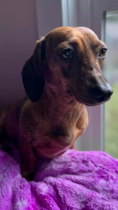 TikTok video thumbnail by 2littledoxiedogs