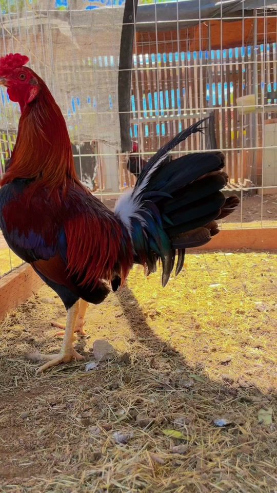 TikTok video thumbnail by ramosgamefarm1997
