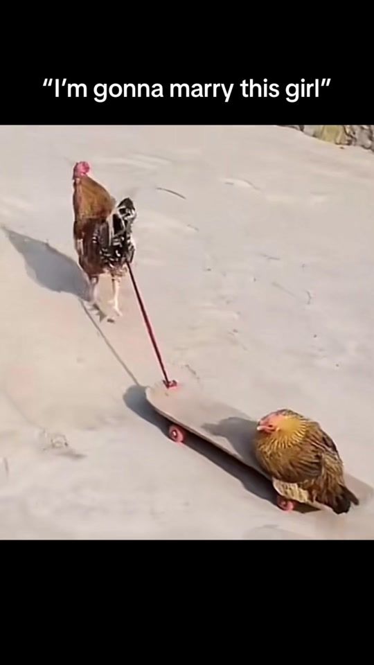 TikTok video thumbnail by realshitposting2049
