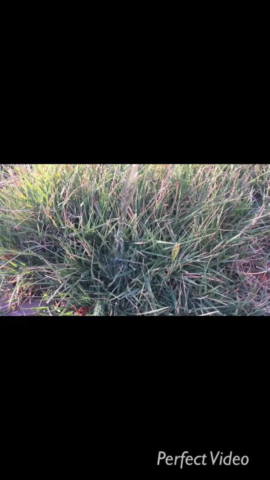 TikTok video thumbnail by _d.o.l.p.h.i.n.s_