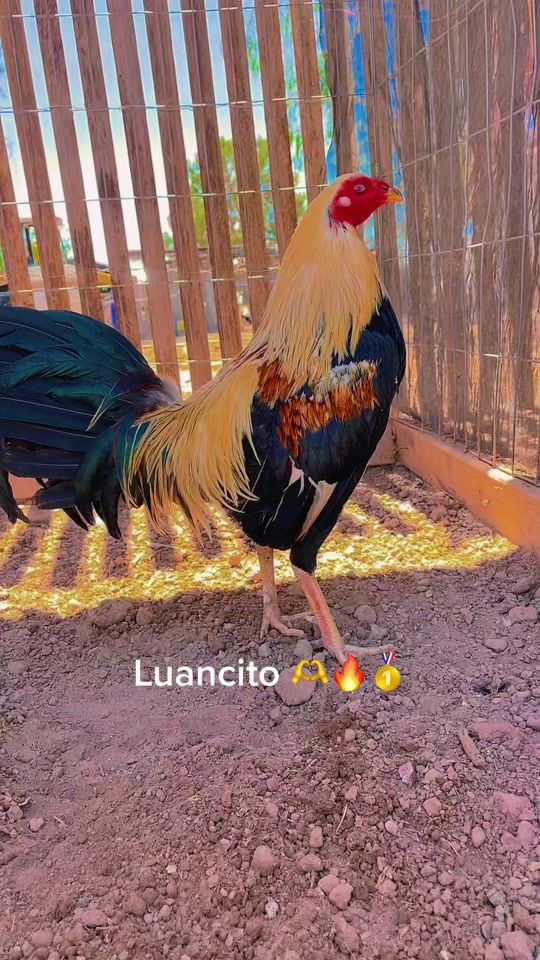 TikTok video thumbnail by ramosgamefarm1997