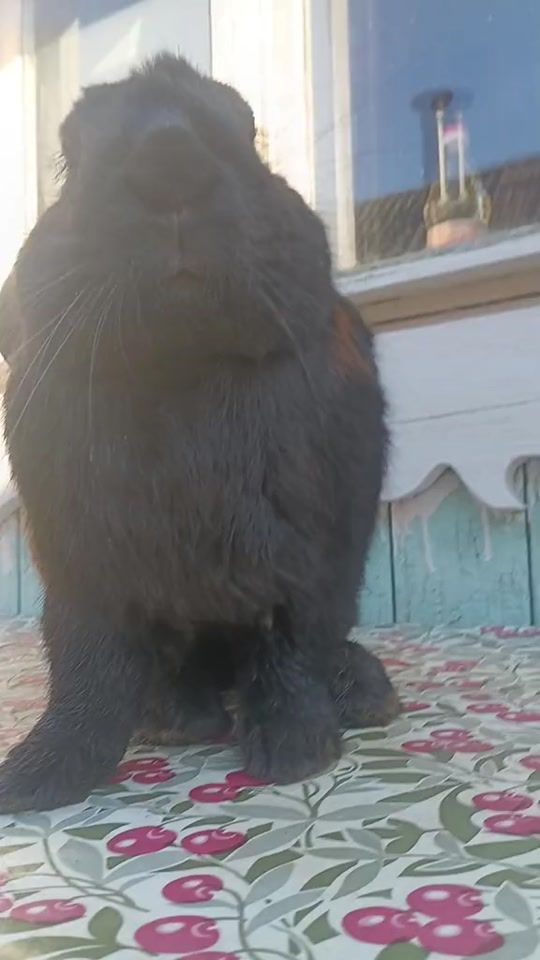 TikTok video thumbnail by top1morphling89