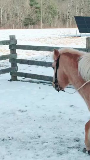 TikTok video thumbnail by bella_.equestrian_