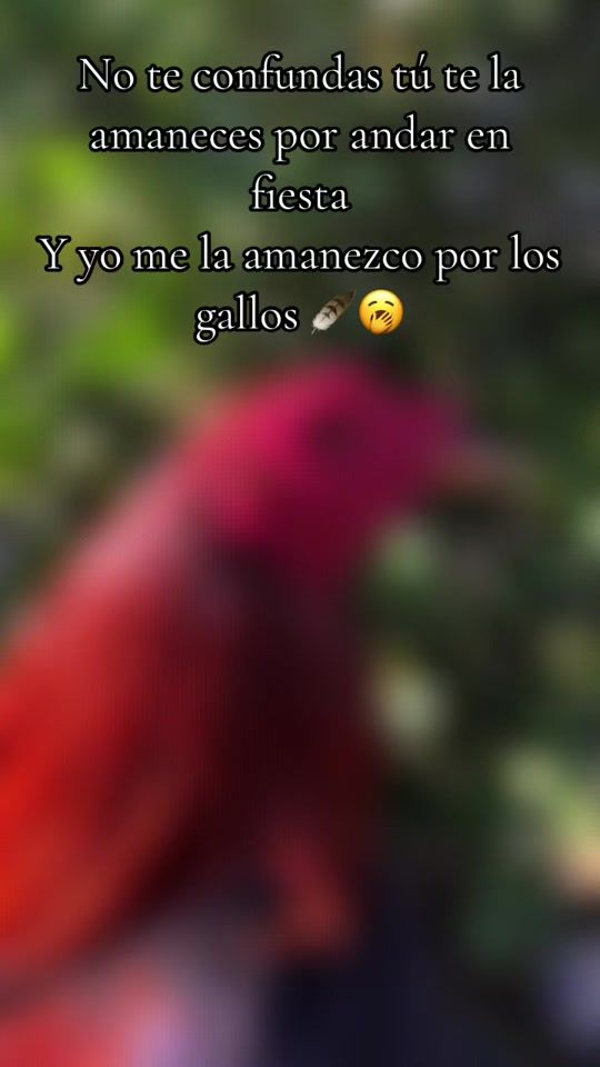 TikTok video thumbnail by sc_estrella3