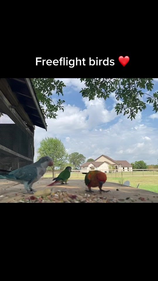 TikTok video thumbnail by thegaysiancowboy