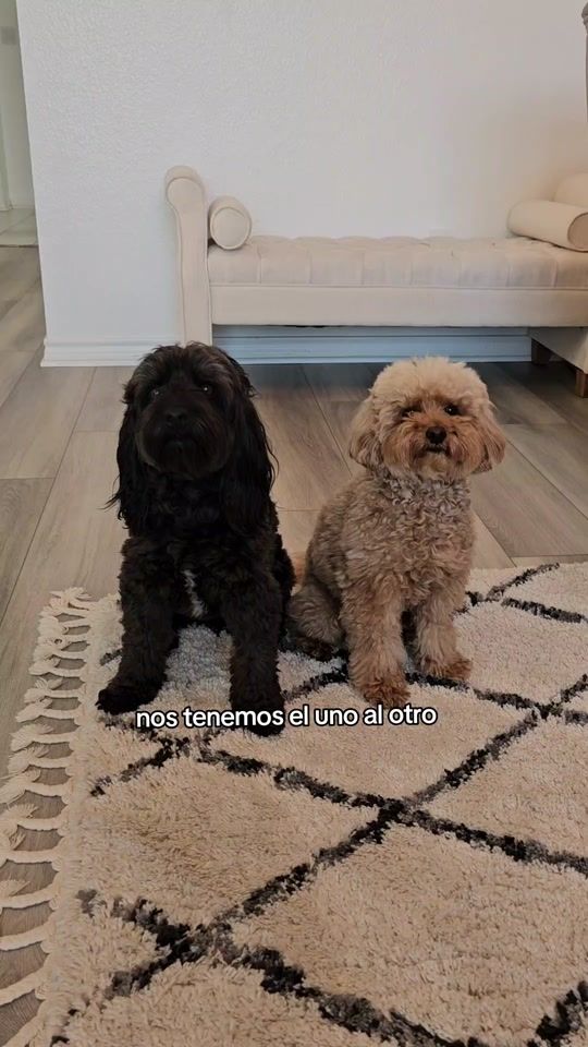 TikTok video thumbnail by furdoggies