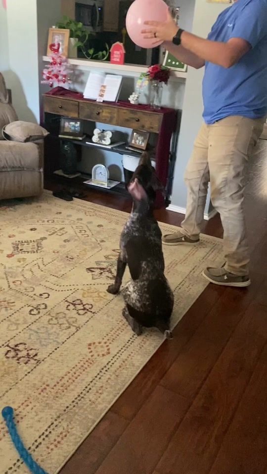TikTok video thumbnail by moose_thegsp