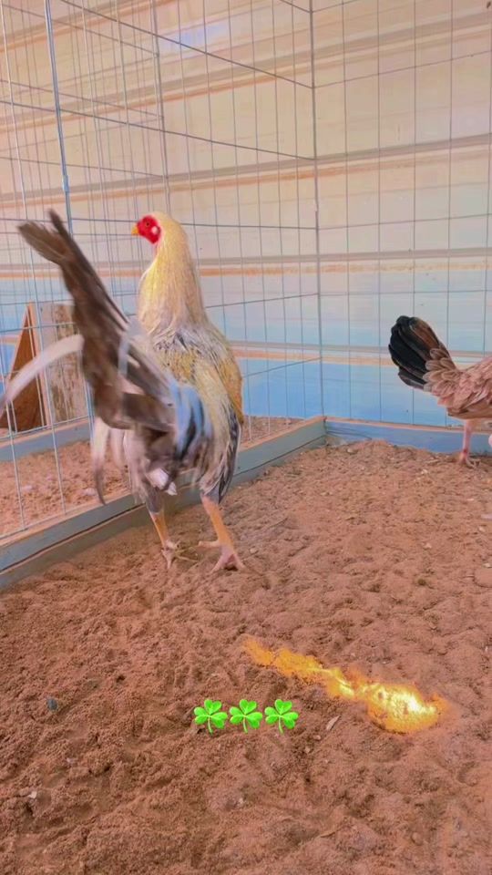 TikTok video thumbnail by ramosgamefarm1997