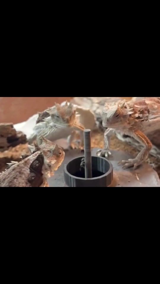 TikTok video thumbnail by insectsmatters