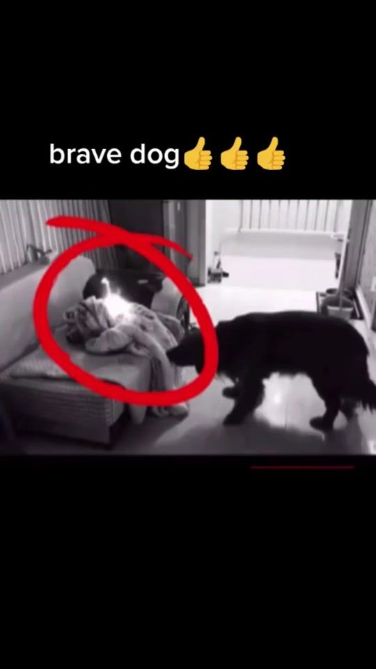TikTok video thumbnail by petbeterman