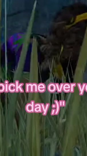 TikTok video thumbnail by jxllyfxshies