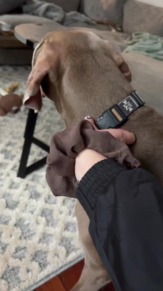 TikTok video thumbnail by bamcvicker