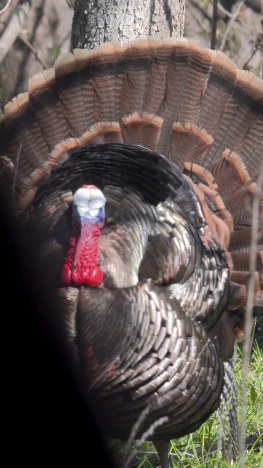TikTok video thumbnail by raisedhunting