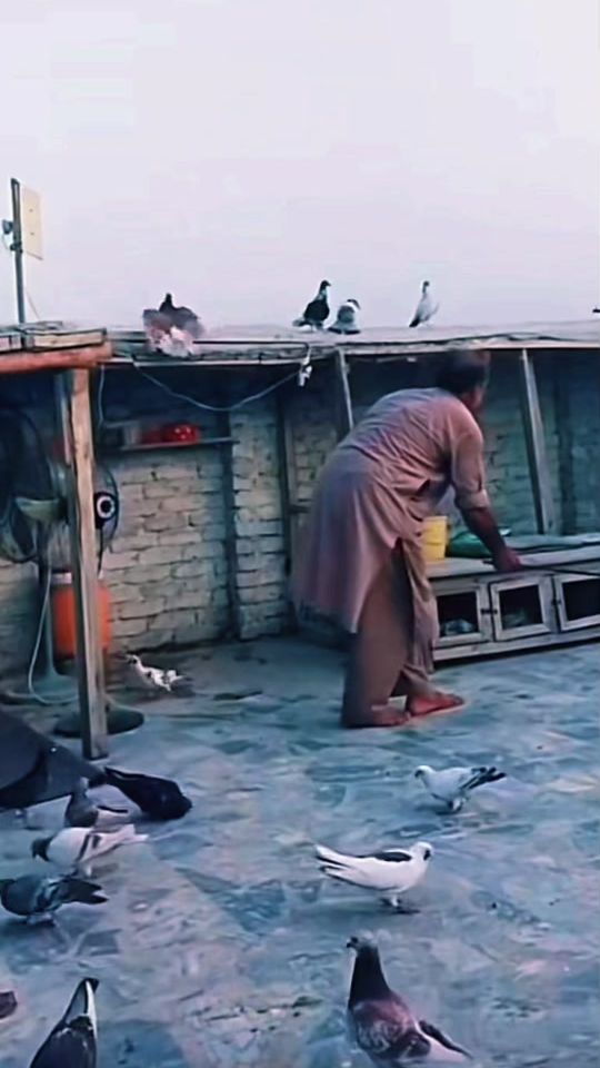 TikTok video thumbnail by peshori.pigeons