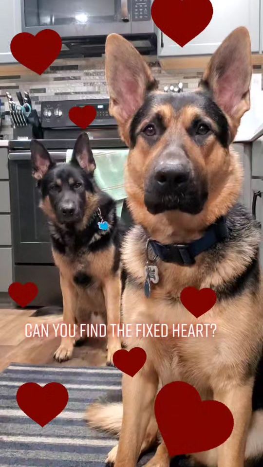 TikTok video thumbnail by titan.the.shepherd
