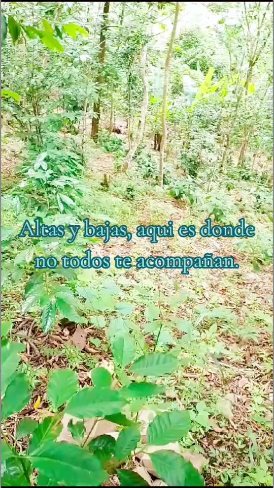 TikTok video thumbnail by floribertoponce