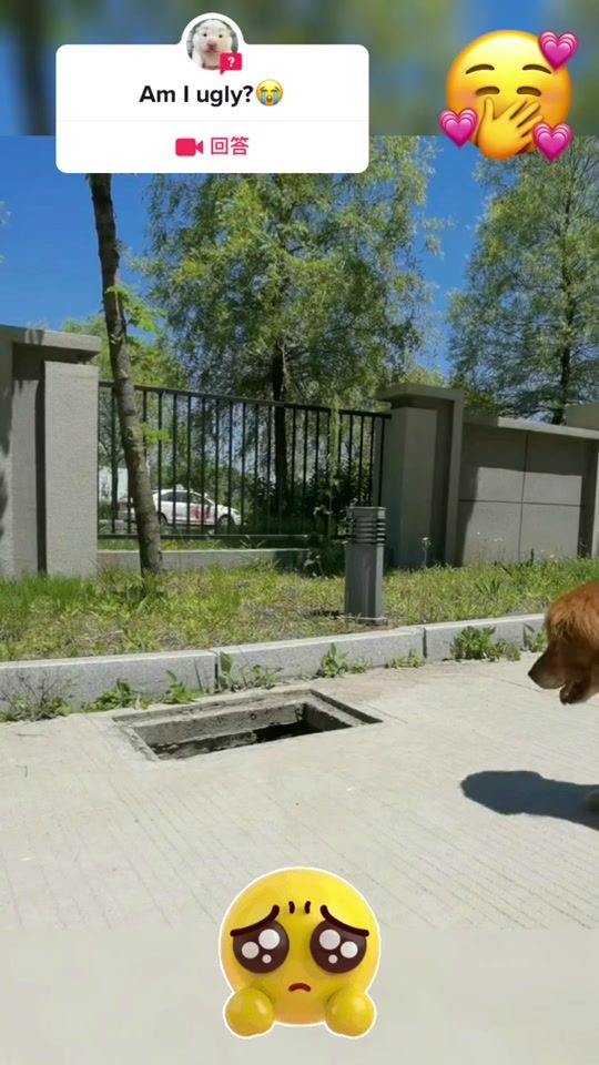 TikTok video thumbnail by pet_baby68