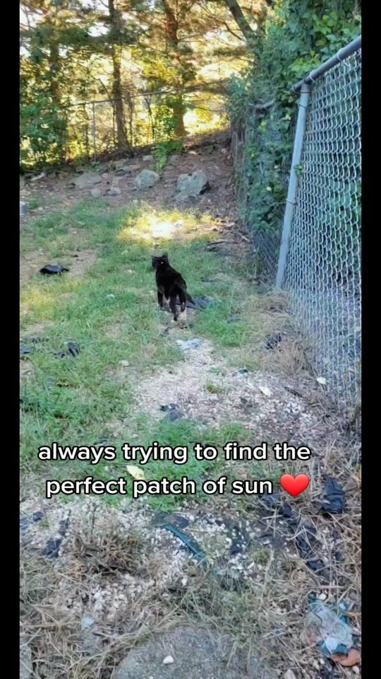 TikTok video thumbnail by ssgeorgiethecat