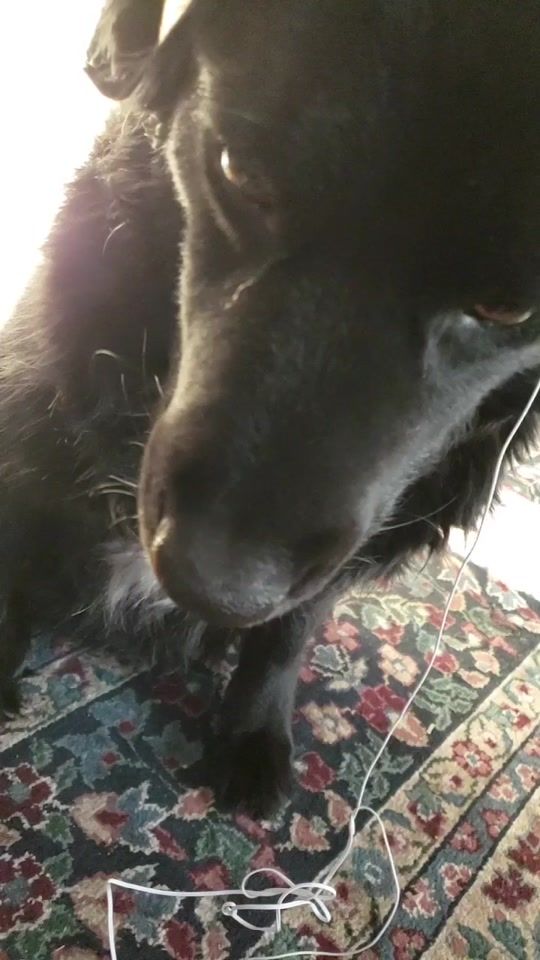 TikTok video thumbnail by k9...max