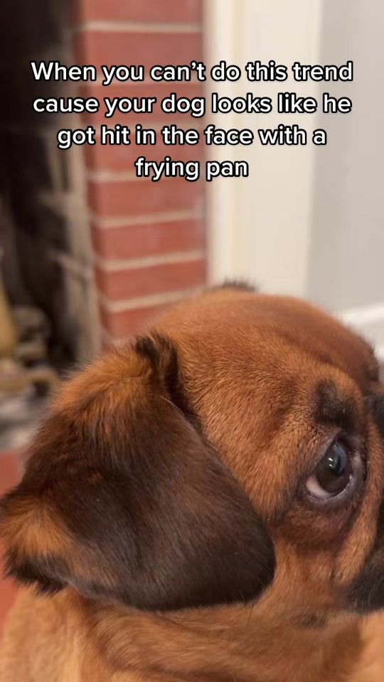TikTok video thumbnail by crumb.dog