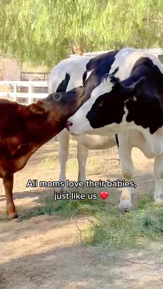 TikTok video thumbnail by thegentlebarn