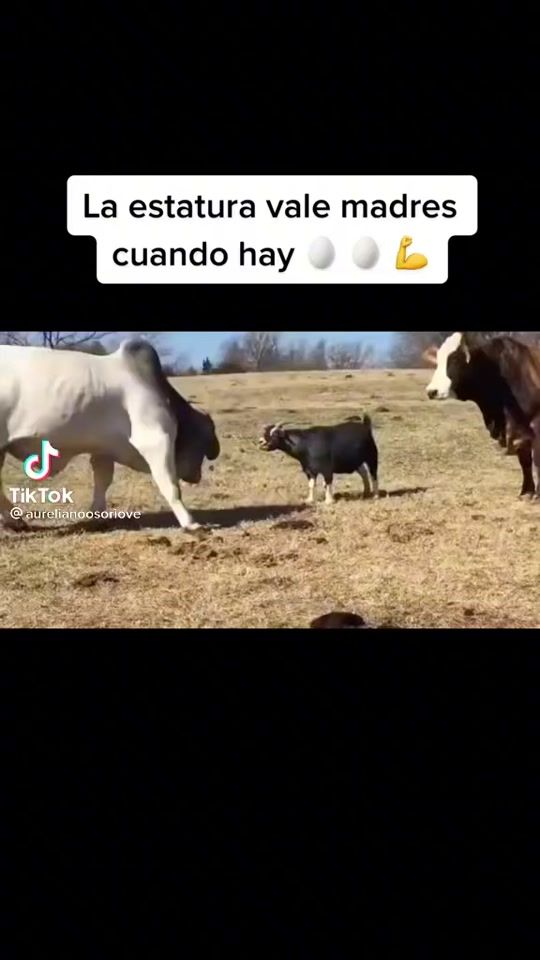 TikTok video thumbnail by yiyolopez57