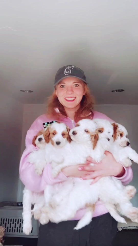 TikTok video thumbnail by alliespups