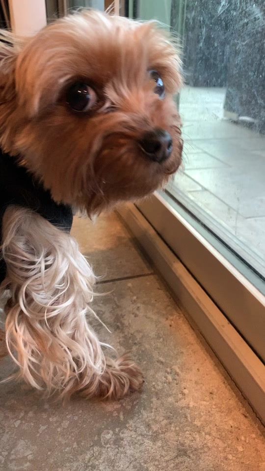 TikTok video thumbnail by pawsoften