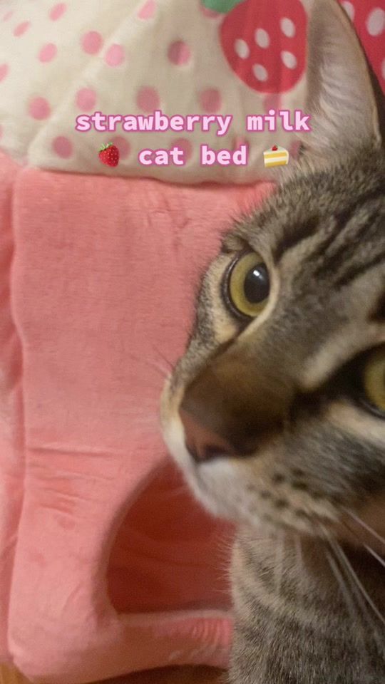 TikTok video thumbnail by gummydropgems