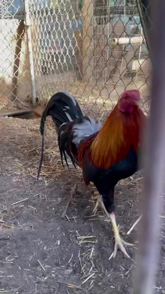 TikTok video thumbnail by gallerarodas54