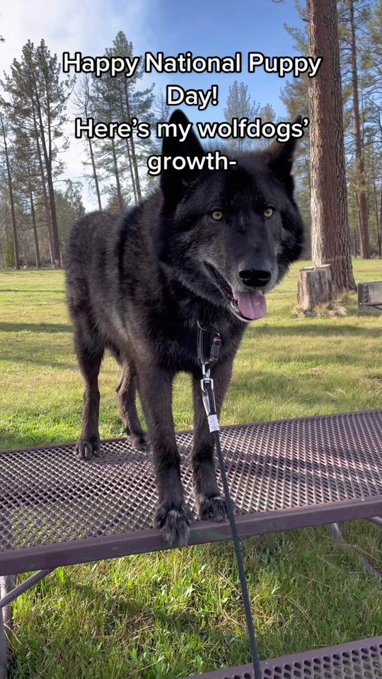 TikTok video thumbnail by runningwithwolfdogs