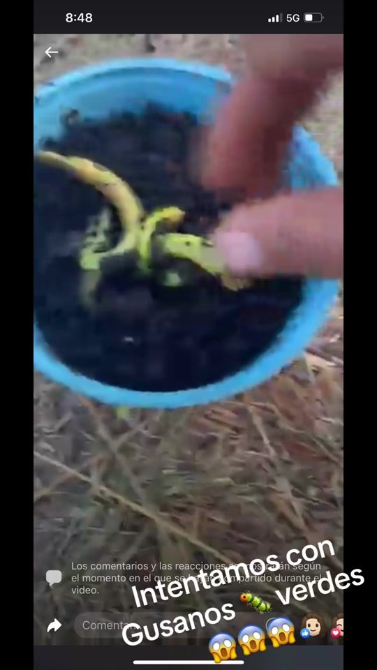 TikTok video thumbnail by ofeliatores68
