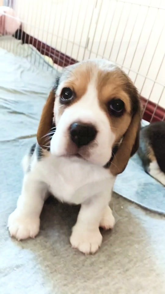TikTok video thumbnail by liveanotherspring_petlov