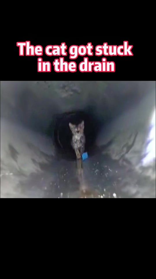 TikTok video thumbnail by catrescue1