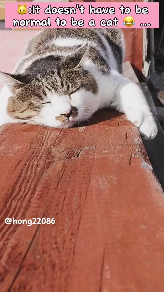 TikTok video thumbnail by hong22086