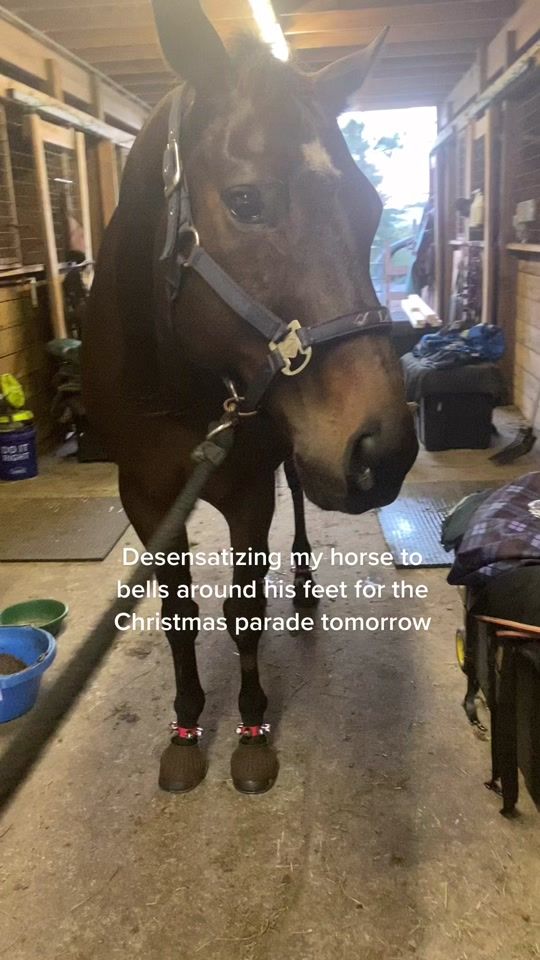 TikTok video thumbnail by equestrian_strides