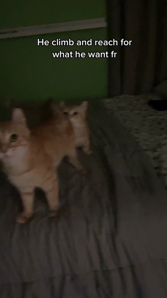TikTok video thumbnail by simbamunckin