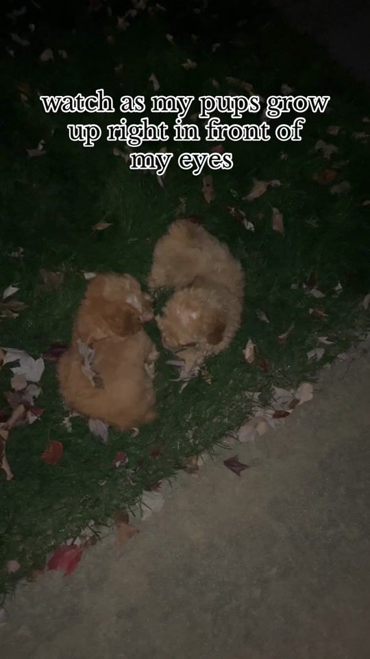 TikTok video thumbnail by cailynndavis