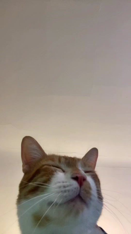 TikTok video thumbnail by leothecutestlion
