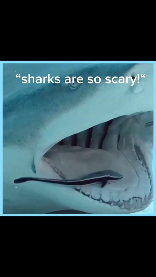 TikTok video thumbnail by i.love.sea.life