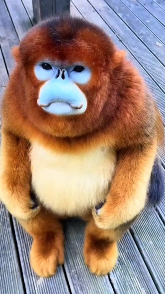 TikTok video thumbnail by goldenmonkey125