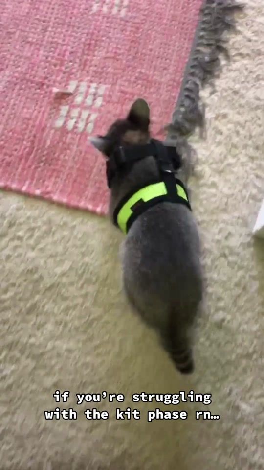 TikTok video thumbnail by boujeebuster