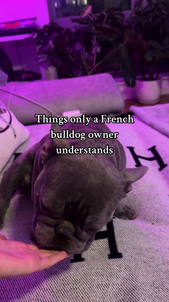 TikTok video thumbnail by rolexthefrenchie__